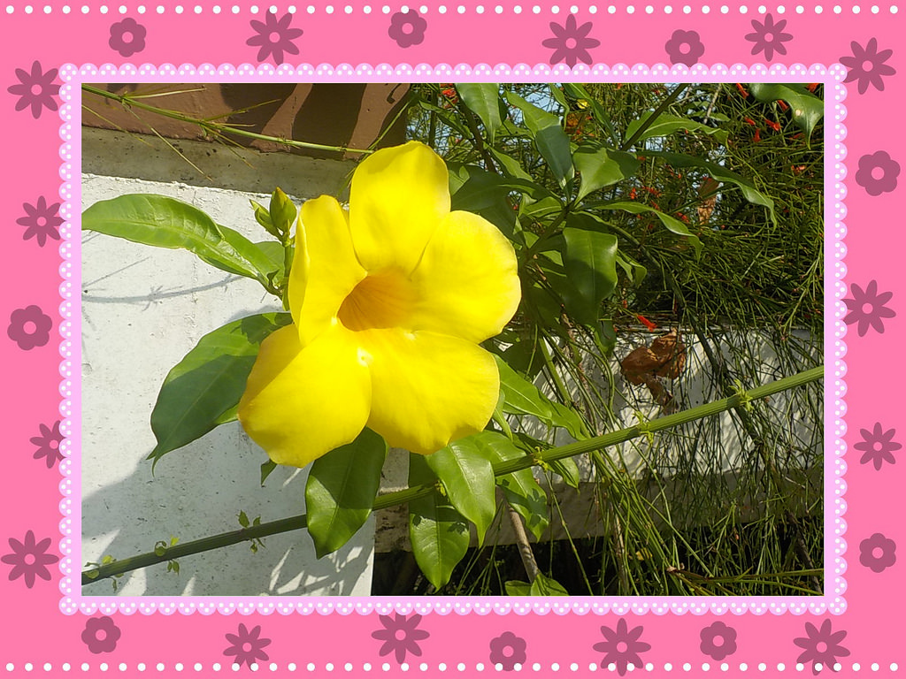 【中肯‧開箱】NIKON COOLPIX W100|小包子的第一台相機‧防水耐候防摔‧SnapBridge藍芽即時上傳‧上山下海精彩無極限! 【中肯‧開箱】NIKON COOLPIX W100|小包子的第一台相機‧防水耐候防摔‧SnapBridge藍芽即時上傳‧上山下海精彩無極限!