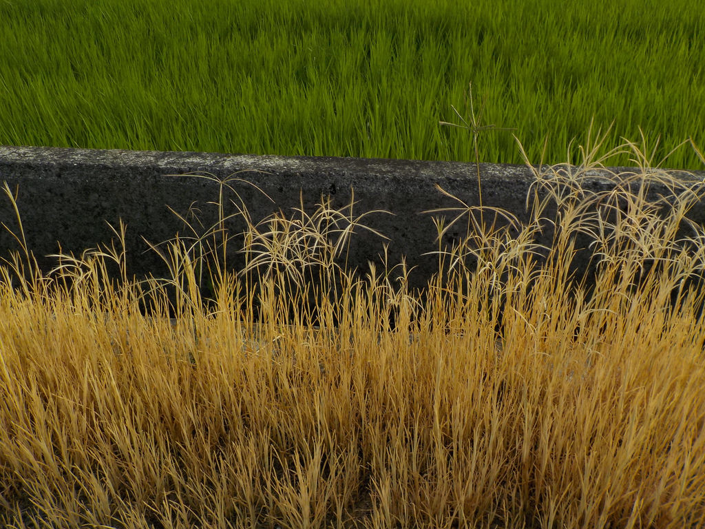 【中肯‧開箱】NIKON COOLPIX W100|小包子的第一台相機‧防水耐候防摔‧SnapBridge藍芽即時上傳‧上山下海精彩無極限! 【中肯‧開箱】NIKON COOLPIX W100|小包子的第一台相機‧防水耐候防摔‧SnapBridge藍芽即時上傳‧上山下海精彩無極限!