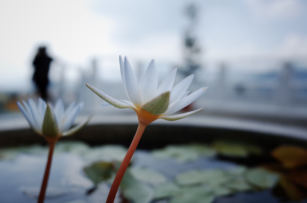 R0000291
