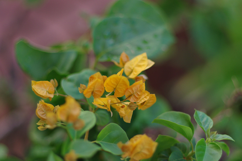 【開箱‧評測】PENTAX SMC FA 77mm F1.8 Limited|白銀傳說‧冷豔公主 【開箱‧評測】PENTAX SMC FA 77mm F1.8 Limited|白銀傳說‧冷豔公主