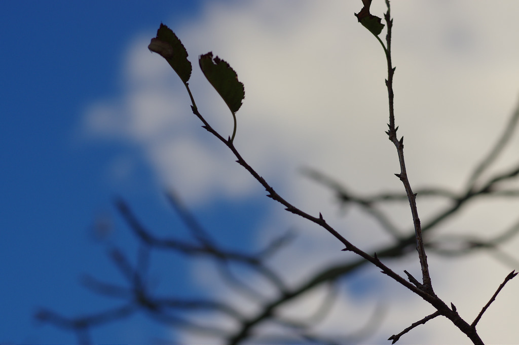 【開箱‧評測】PENTAX SMC FA 77mm F1.8 Limited|白銀傳說‧冷豔公主 【開箱‧評測】PENTAX SMC FA 77mm F1.8 Limited|白銀傳說‧冷豔公主