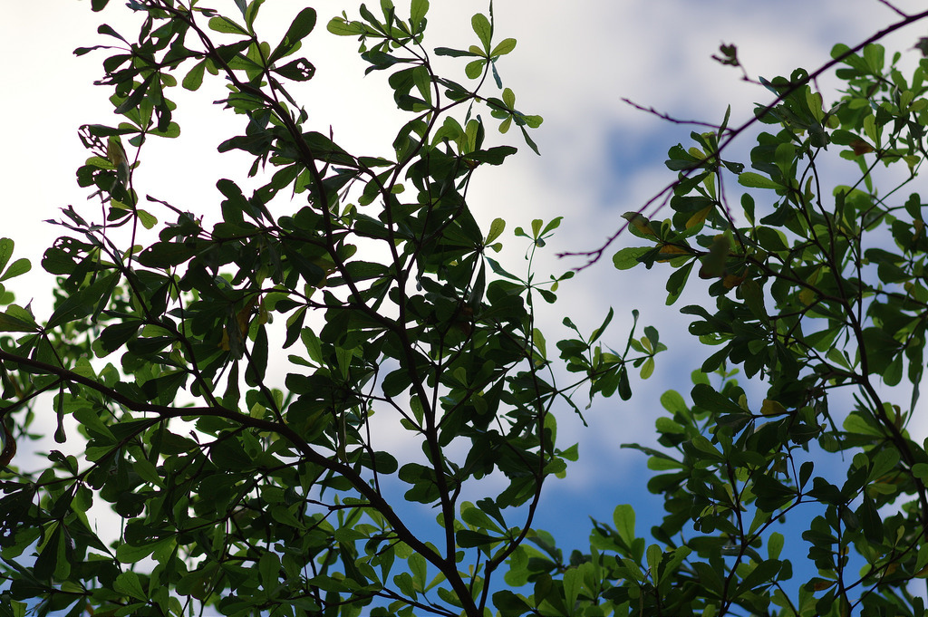 【開箱‧評測】PENTAX SMC FA 77mm F1.8 Limited|白銀傳說‧冷豔公主 【開箱‧評測】PENTAX SMC FA 77mm F1.8 Limited|白銀傳說‧冷豔公主