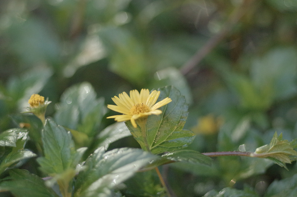 【開箱‧評測】PENTAX SMC FA 77mm F1.8 Limited|白銀傳說‧冷豔公主 【開箱‧評測】PENTAX SMC FA 77mm F1.8 Limited|白銀傳說‧冷豔公主