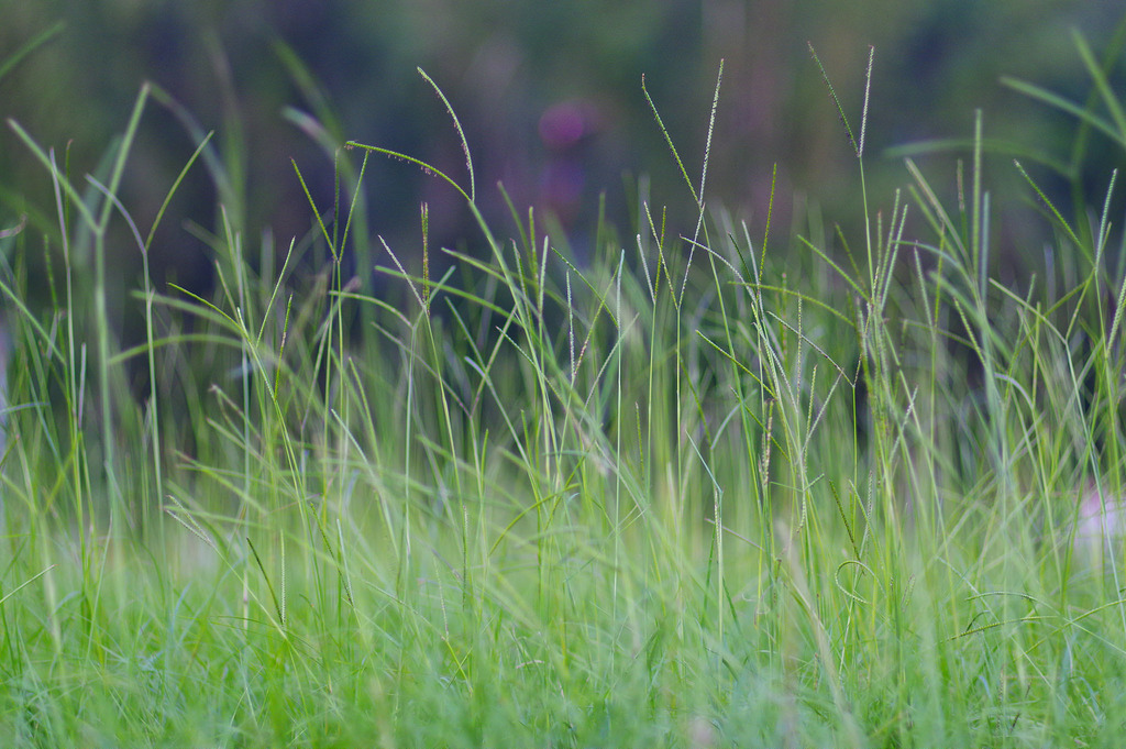 【開箱‧評測】PENTAX SMC FA 77mm F1.8 Limited|白銀傳說‧冷豔公主 【開箱‧評測】PENTAX SMC FA 77mm F1.8 Limited|白銀傳說‧冷豔公主