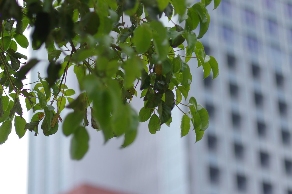 【開箱‧評測】PENTAX SMC FA 77mm F1.8 Limited|白銀傳說‧冷豔公主 【開箱‧評測】PENTAX SMC FA 77mm F1.8 Limited|白銀傳說‧冷豔公主