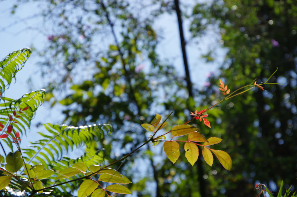 【開箱‧評測】HD PENTAX-DA 16-85mm F3.5-5.6 ED DC WR|PENTAX誠意之作.防塵防滴新世代旅遊鏡 【開箱‧評測】HD PENTAX-DA 16-85mm F3.5-5.6 ED DC WR|PENTAX誠意之作.防塵防滴新世代旅遊鏡