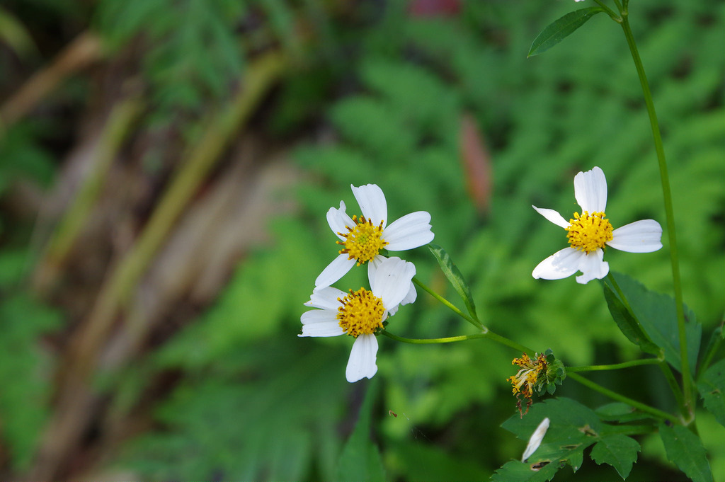 【開箱‧評測】HD PENTAX-DA 16-85mm F3.5-5.6 ED DC WR|PENTAX誠意之作.防塵防滴新世代旅遊鏡 【開箱‧評測】HD PENTAX-DA 16-85mm F3.5-5.6 ED DC WR|PENTAX誠意之作.防塵防滴新世代旅遊鏡