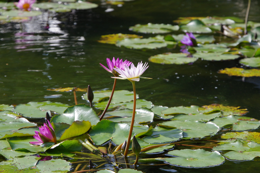 【開箱‧評測】HD PENTAX-DA 16-85mm F3.5-5.6 ED DC WR|PENTAX誠意之作.防塵防滴新世代旅遊鏡 【開箱‧評測】HD PENTAX-DA 16-85mm F3.5-5.6 ED DC WR|PENTAX誠意之作.防塵防滴新世代旅遊鏡