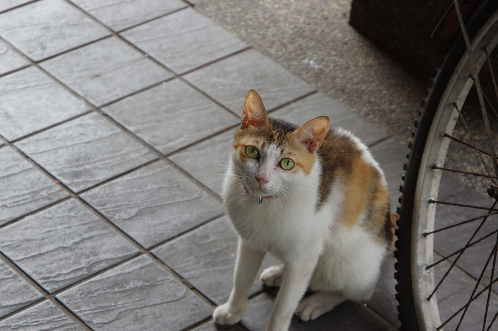 【中肯‧開箱】PENTAX K-3 II|哥玩的是情懷‧是經典! 【中肯‧開箱】PENTAX K-3 II|哥玩的是情懷‧是經典!