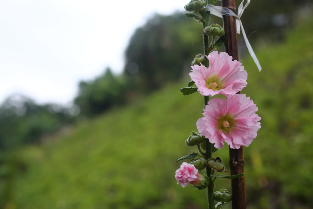 Canon EF 50mm F1.8 STM.終極核武|CP封神の窮人大光圈 Canon EF 50mm F1.8 STM.終極核武|CP封神の窮人大光圈