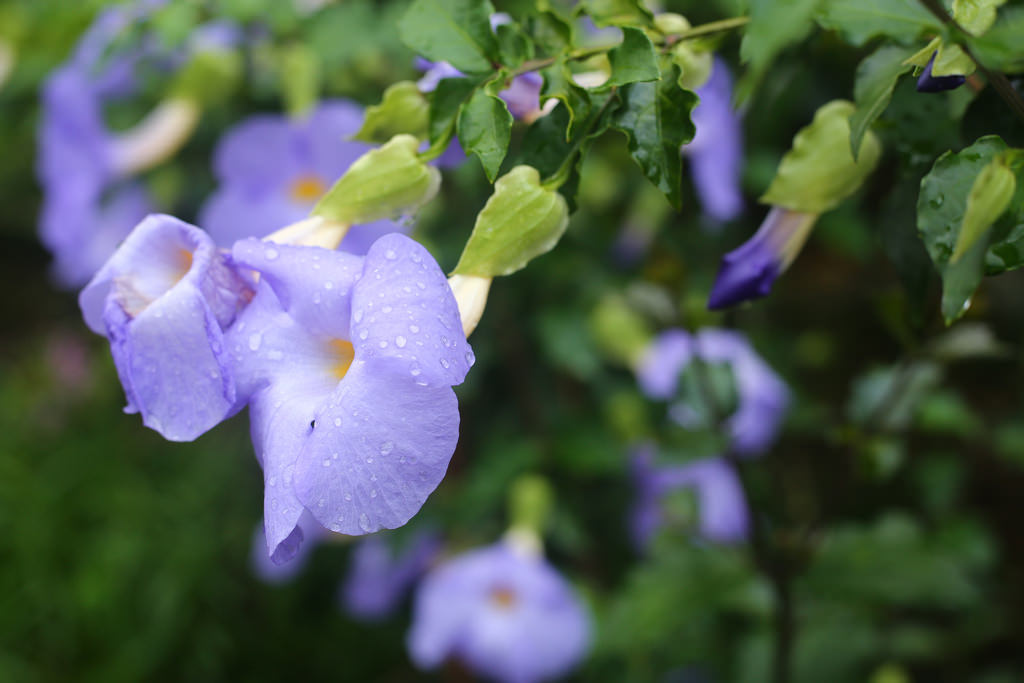 Canon EF 50mm F1.8 STM.終極核武|CP封神の窮人大光圈 Canon EF 50mm F1.8 STM.終極核武|CP封神の窮人大光圈