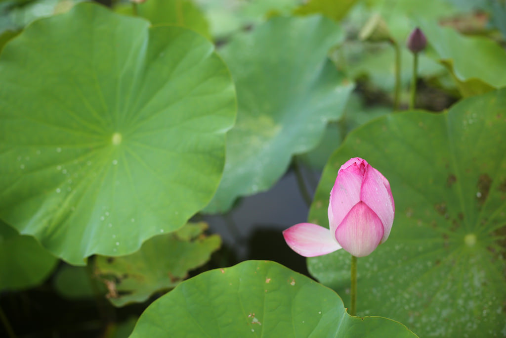 Canon EF 50mm F1.8 STM.終極核武|CP封神の窮人大光圈 Canon EF 50mm F1.8 STM.終極核武|CP封神の窮人大光圈