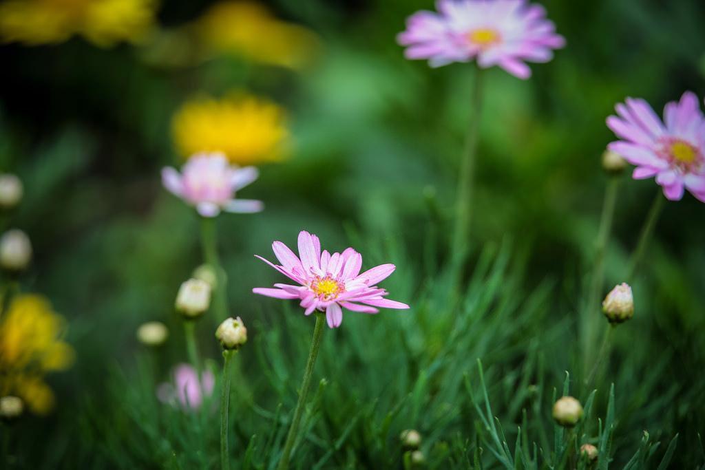 【中肯‧遊記】綠色博覽會.2015.Tamron 28-300mm(A010) 【中肯‧遊記】綠色博覽會.2015.Tamron 28-300mm(A010)