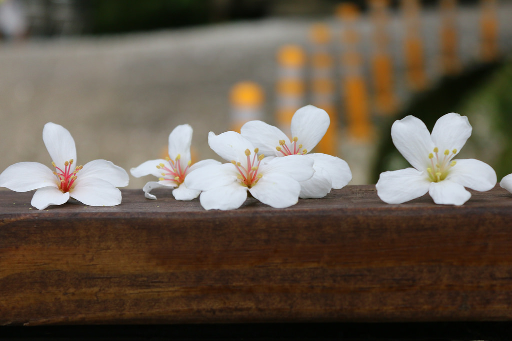 【中肯‧開箱】Canon EOS 70D‧七武器傍身の要你命三千! 【中肯‧開箱】Canon EOS 70D‧七武器傍身の要你命三千!