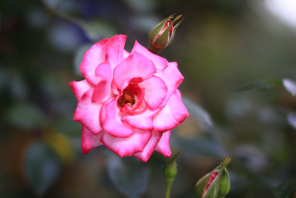 【中肯‧開箱】Canon EOS 70D‧七武器傍身の要你命三千! 【中肯‧開箱】Canon EOS 70D‧七武器傍身の要你命三千!