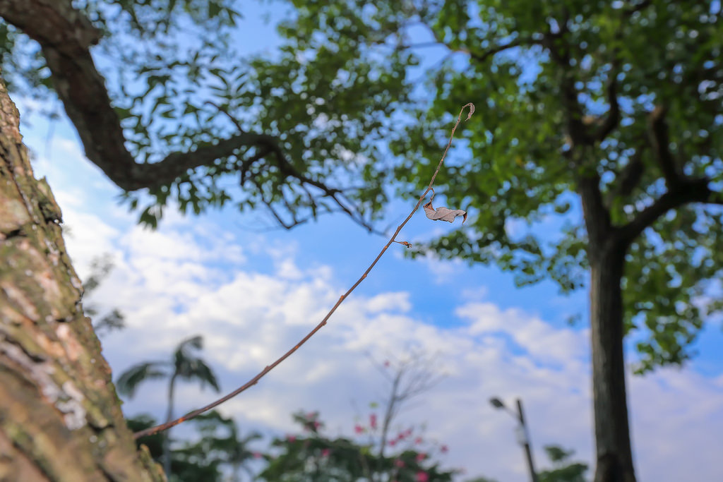 【5D3 + 16-35 2.8II】超廣角一機一鏡の宜蘭秋郊遊 【5D3 + 16-35 2.8II】超廣角一機一鏡の宜蘭秋郊遊