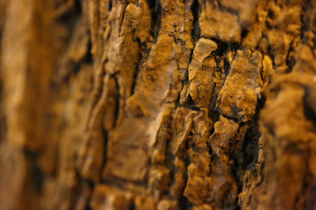 【中肯‧開箱】Canon EF 100mm f2.8L Macro IS USM‧神龍召喚! 【中肯‧開箱】Canon EF 100mm f2.8L Macro IS USM‧神龍召喚!