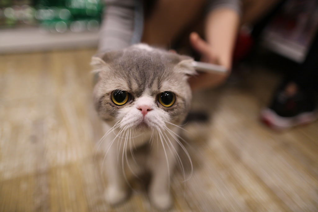 【中肯‧開箱】Canon EF 24mm f/1.4 L II USM‧通化夜市‧西門町試拍 【中肯‧開箱】Canon EF 24mm f/1.4 L II USM‧通化夜市‧西門町試拍