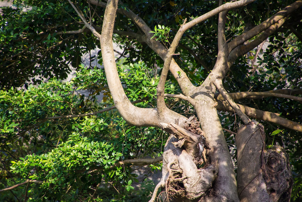 Tamron 28-300mm F3.5-6.3 Di VC PZD‧十倍界王拳超級天涯鏡(A010) Tamron 28-300mm F3.5-6.3 Di VC PZD‧十倍界王拳超級天涯鏡(A010)
