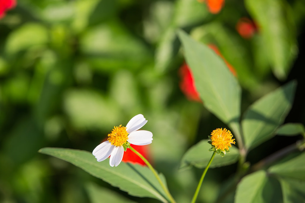 Tamron 28-300mm F3.5-6.3 Di VC PZD‧十倍界王拳超級天涯鏡(A010) Tamron 28-300mm F3.5-6.3 Di VC PZD‧十倍界王拳超級天涯鏡(A010)