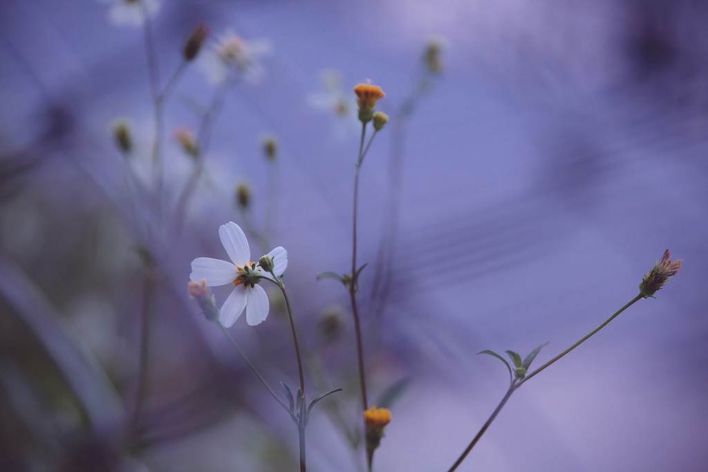 Tamron 28-300mm F3.5-6.3 Di VC PZD‧十倍界王拳超級天涯鏡(A010) Tamron 28-300mm F3.5-6.3 Di VC PZD‧十倍界王拳超級天涯鏡(A010)
