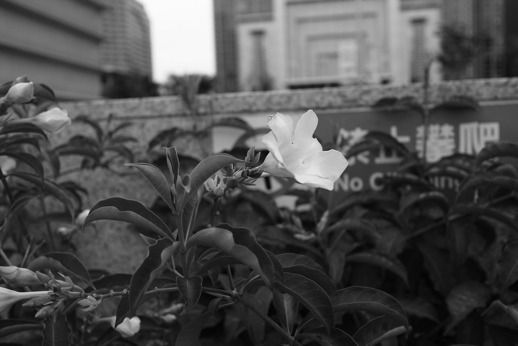 EOS M‧偽文青之東區黑白街拍 EOS M‧偽文青之東區黑白街拍