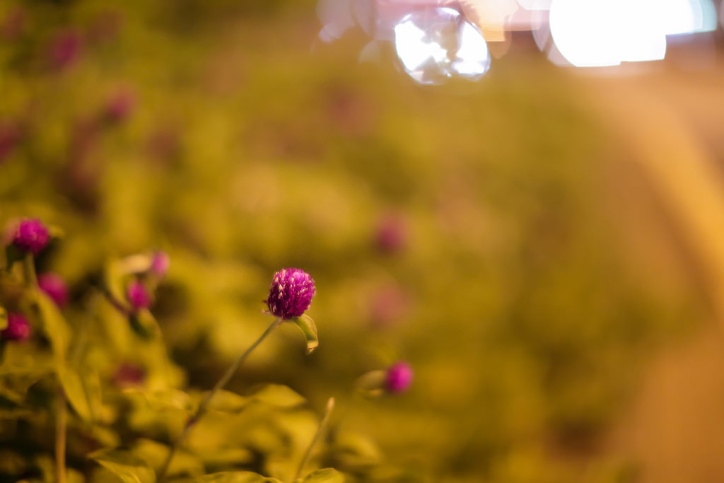【中肯‧遊記】EF 50mm f/1.2L USM.台北東區啪啪走 【中肯‧遊記】EF 50mm f/1.2L USM.台北東區啪啪走