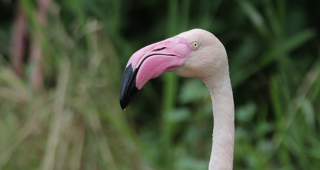 【中肯‧實拍】Tamron SP 150-600mm F5-6.3 Di VC USD‧以下犯上的高畫質平民巨砲 【中肯‧實拍】Tamron SP 150-600mm F5-6.3 Di VC USD‧以下犯上的高畫質平民巨砲