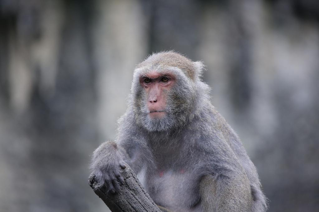 【中肯‧實拍】Tamron SP 150-600mm F5-6.3 Di VC USD‧以下犯上的高畫質平民巨砲 【中肯‧實拍】Tamron SP 150-600mm F5-6.3 Di VC USD‧以下犯上的高畫質平民巨砲