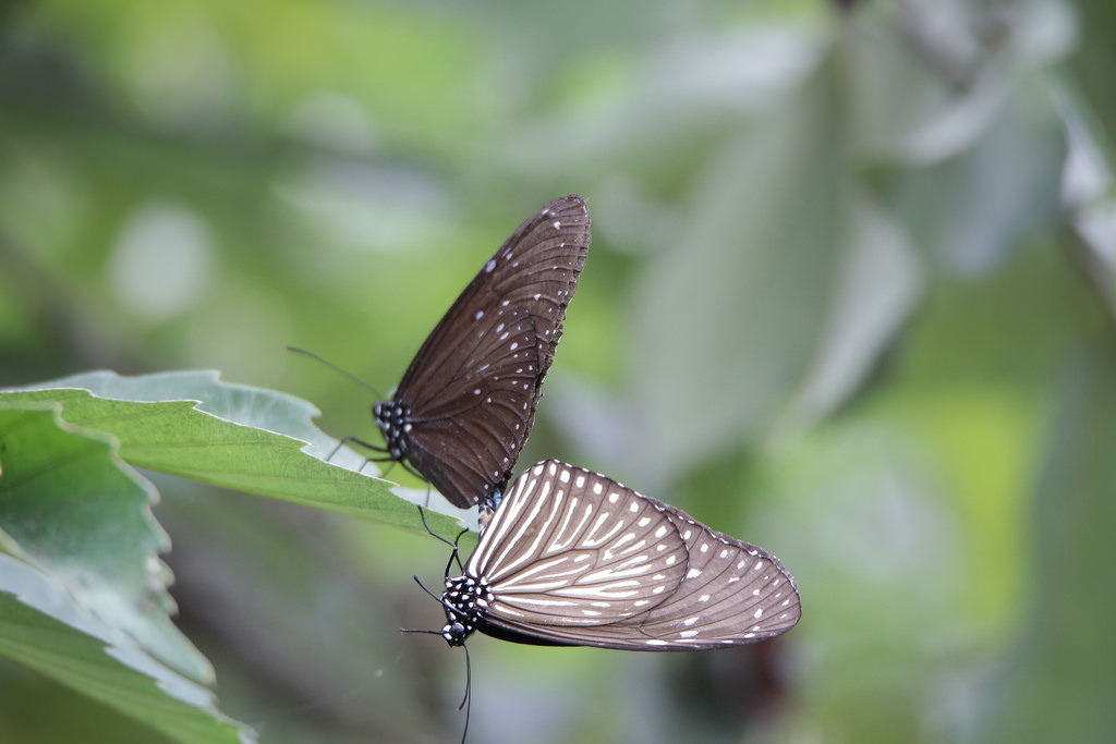 【中肯‧實拍】Tamron SP 150-600mm F5-6.3 Di VC USD‧以下犯上的高畫質平民巨砲 【中肯‧實拍】Tamron SP 150-600mm F5-6.3 Di VC USD‧以下犯上的高畫質平民巨砲
