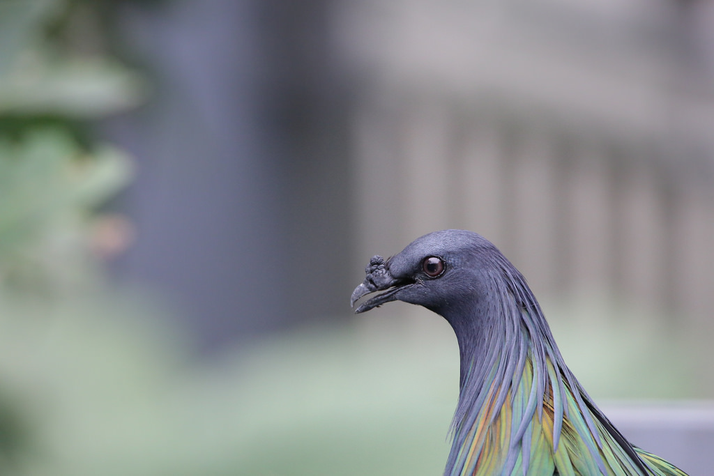 【中肯‧實拍】Tamron SP 150-600mm F5-6.3 Di VC USD‧以下犯上的高畫質平民巨砲 【中肯‧實拍】Tamron SP 150-600mm F5-6.3 Di VC USD‧以下犯上的高畫質平民巨砲