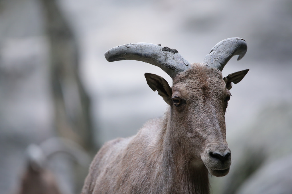 【中肯‧實拍】Tamron SP 150-600mm F5-6.3 Di VC USD‧以下犯上的高畫質平民巨砲 【中肯‧實拍】Tamron SP 150-600mm F5-6.3 Di VC USD‧以下犯上的高畫質平民巨砲