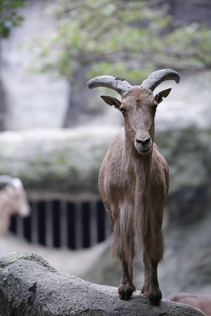 【中肯‧實拍】Tamron SP 150-600mm F5-6.3 Di VC USD‧以下犯上的高畫質平民巨砲 【中肯‧實拍】Tamron SP 150-600mm F5-6.3 Di VC USD‧以下犯上的高畫質平民巨砲
