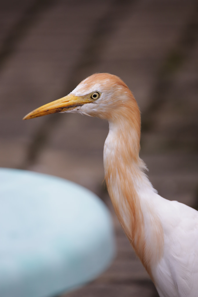 【中肯‧實拍】Tamron SP 150-600mm F5-6.3 Di VC USD‧以下犯上的高畫質平民巨砲 【中肯‧實拍】Tamron SP 150-600mm F5-6.3 Di VC USD‧以下犯上的高畫質平民巨砲