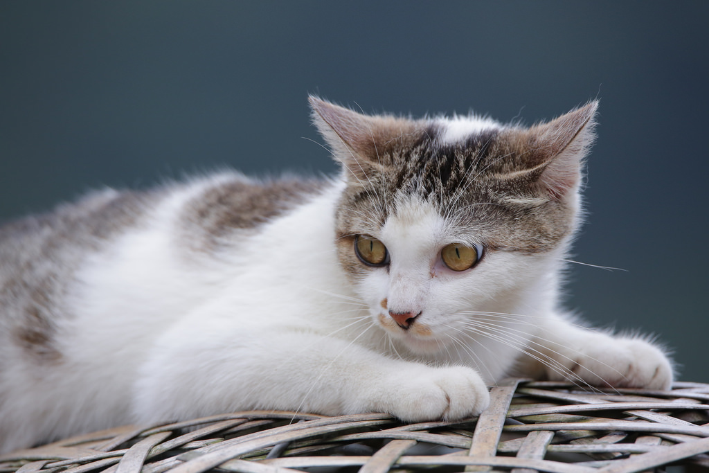 【中肯‧實拍】Tamron SP 150-600mm F5-6.3 Di VC USD‧以下犯上的高畫質平民巨砲 【中肯‧實拍】Tamron SP 150-600mm F5-6.3 Di VC USD‧以下犯上的高畫質平民巨砲