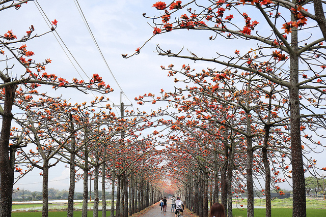OG1A4873 【中肯‧開箱】Canon EF 24-70mm f4L IS USM‧鏡皇陰影下的高CP秀才L鏡