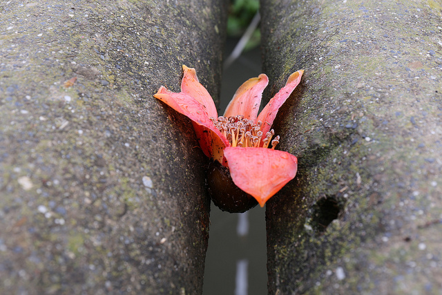 OG1A4884 【中肯‧開箱】Canon EF 24-70mm f4L IS USM‧鏡皇陰影下的高CP秀才L鏡