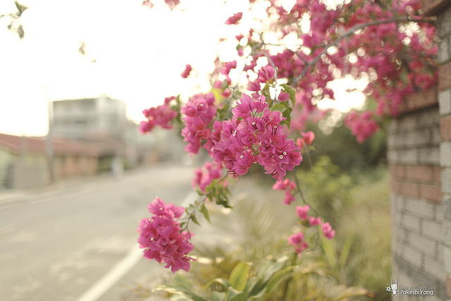 OG1A4476 EF 35mm f/1.4L USM關箱紀念‧菁寮無米樂老街