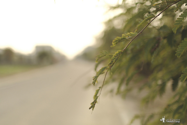 OG1A4475 EF 35mm f/1.4L USM關箱紀念‧菁寮無米樂老街