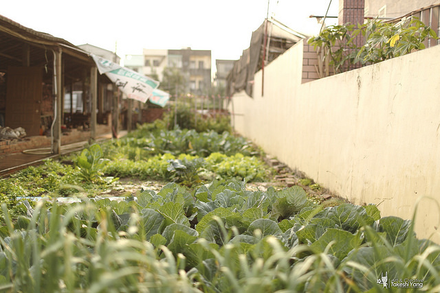 OG1A4489 EF 35mm f/1.4L USM關箱紀念‧菁寮無米樂老街