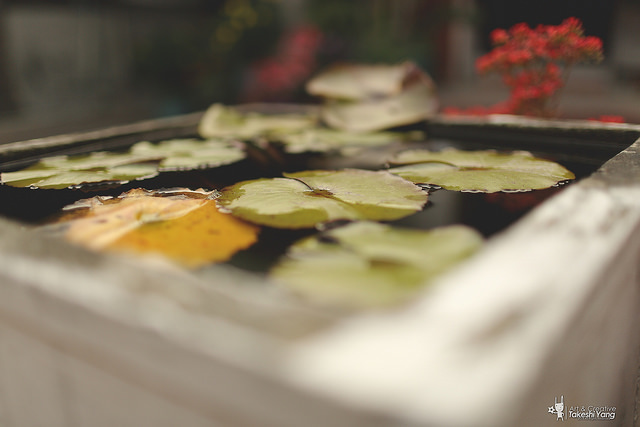 OG1A4495 EF 35mm f/1.4L USM關箱紀念‧菁寮無米樂老街