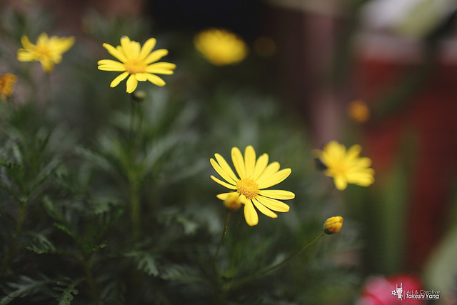 OG1A4498 EF 35mm f/1.4L USM關箱紀念‧菁寮無米樂老街