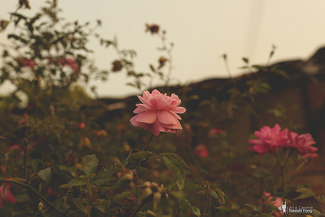 OG1A4554 EF 35mm f/1.4L USM關箱紀念‧菁寮無米樂老街