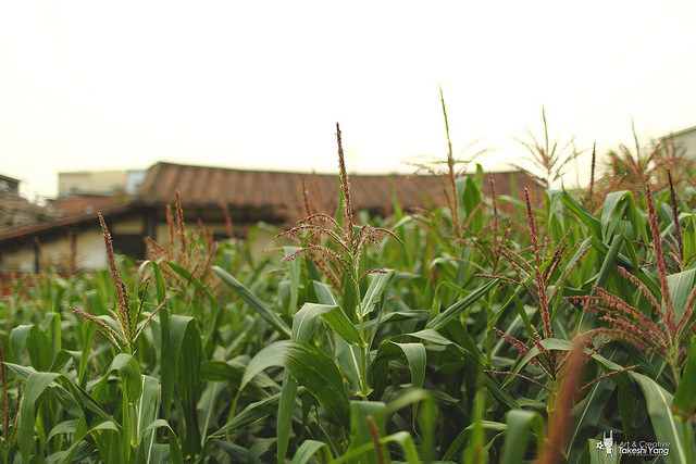 OG1A4562 EF 35mm f/1.4L USM關箱紀念‧菁寮無米樂老街