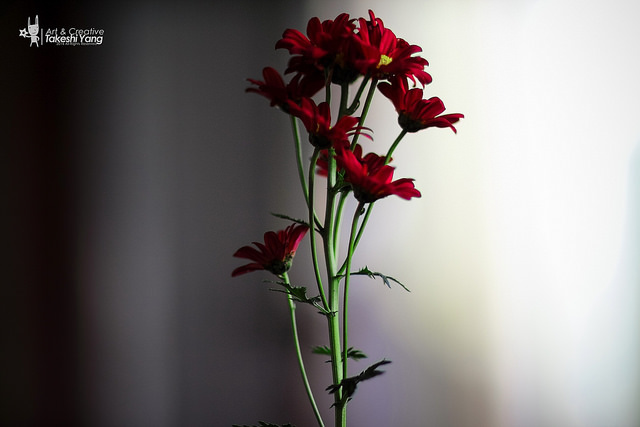 IMG_3109 【中肯‧遊記】EOS M+85L.等效136mm的白河市場