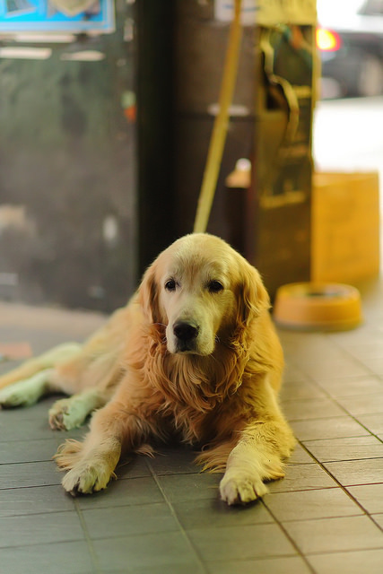OG1A2971 【中肯‧遊記】大稻埕人文札記.85mm F/1.2L II