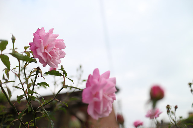 【中肯‧開箱】餅乾之王‧Canon EF-M 22mm f/2.0 STM 【中肯‧開箱】餅乾之王‧Canon EF-M 22mm f/2.0 STM