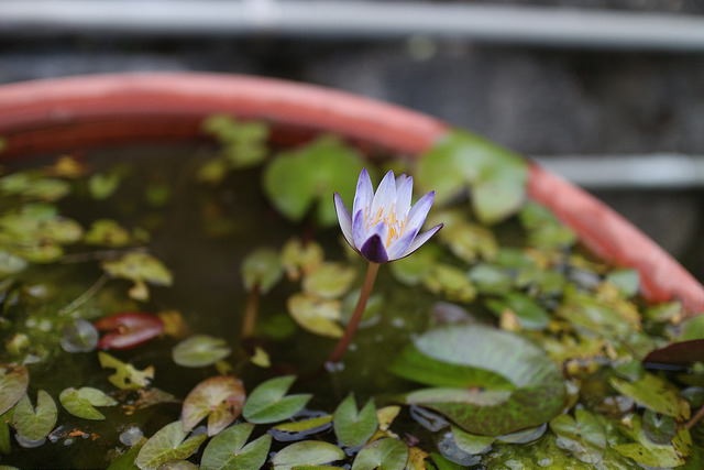 【中肯‧開箱】餅乾之王‧Canon EF-M 22mm f/2.0 STM 【中肯‧開箱】餅乾之王‧Canon EF-M 22mm f/2.0 STM