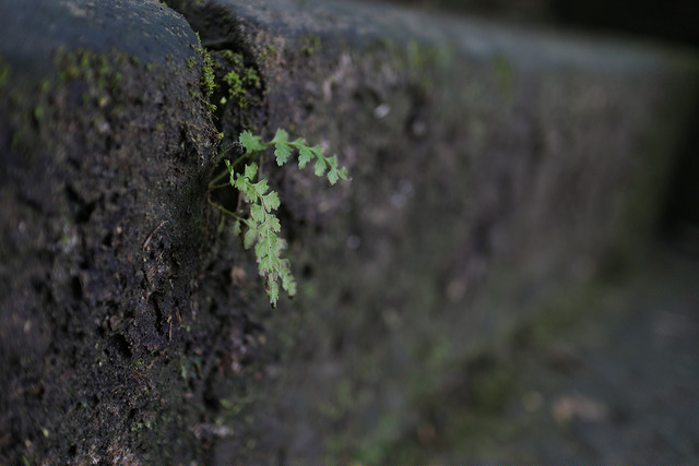 【中肯‧開箱】餅乾之王‧Canon EF-M 22mm f/2.0 STM 【中肯‧開箱】餅乾之王‧Canon EF-M 22mm f/2.0 STM