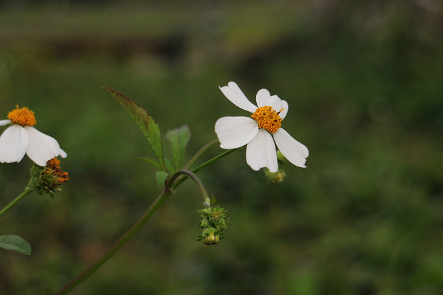 【中肯‧開箱】EOS M實戰心得‧EF-M 18-55mm F/3.5-5.6 IS STM 【中肯‧開箱】EOS M實戰心得‧EF-M 18-55mm F/3.5-5.6 IS STM